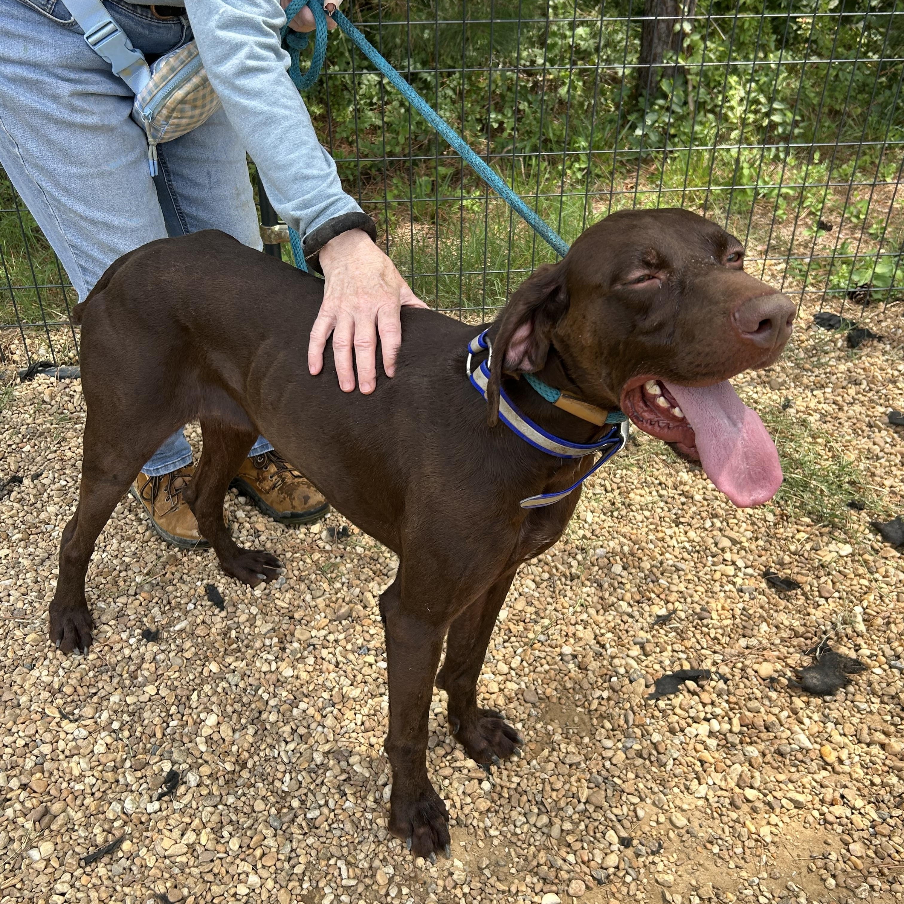 Caribou, a ADOPTABLE German Shorthaired Pointer in Charles City, VA image 2/5