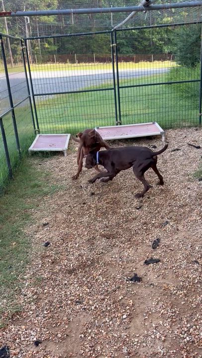 Enlarge Caribou, a ADOPTABLE German Shorthaired Pointer in Charles City, VA video 4/5