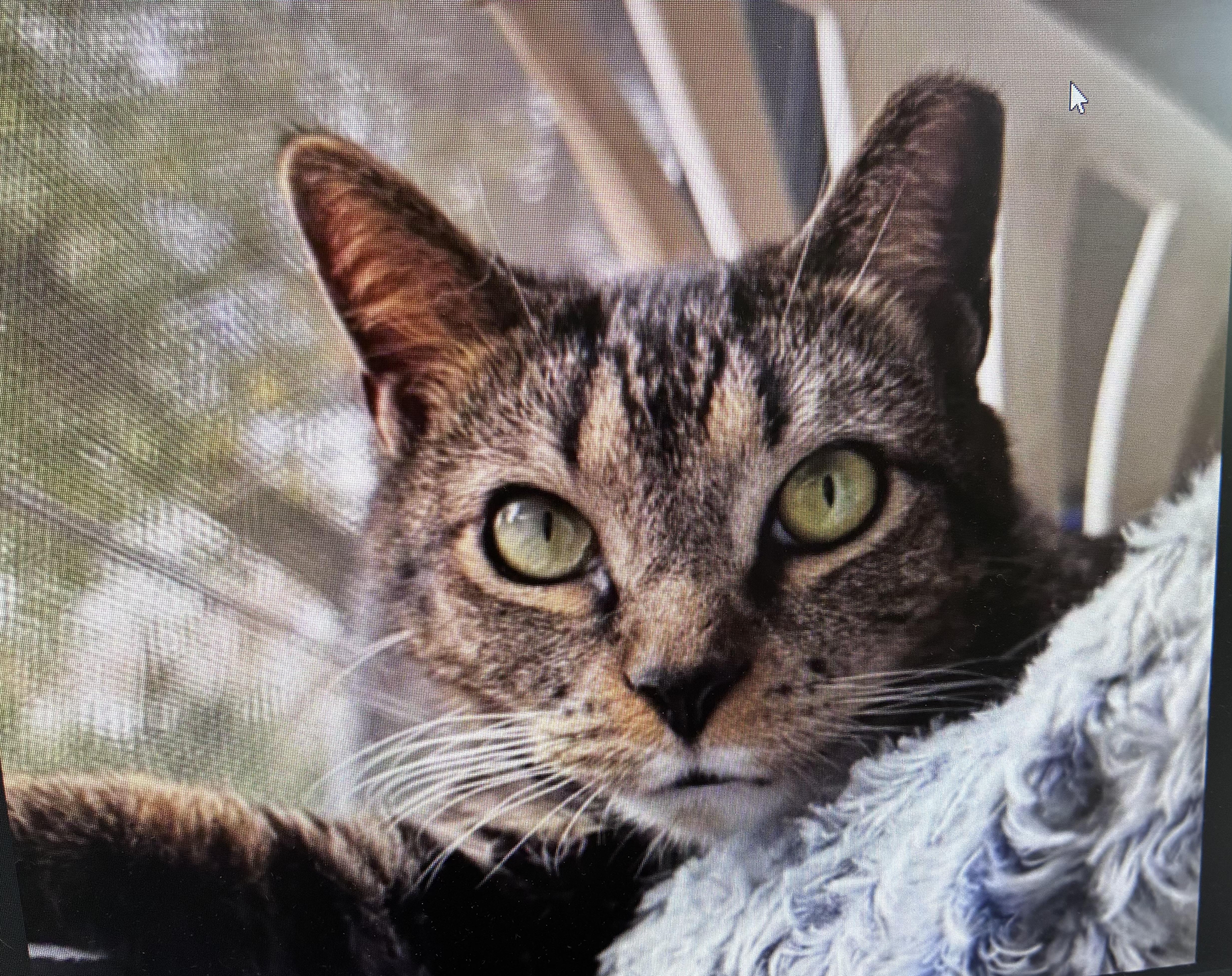 Enlarge Mango, a ADOPTABLE mixed breed in Ruskin, FL image 1/2