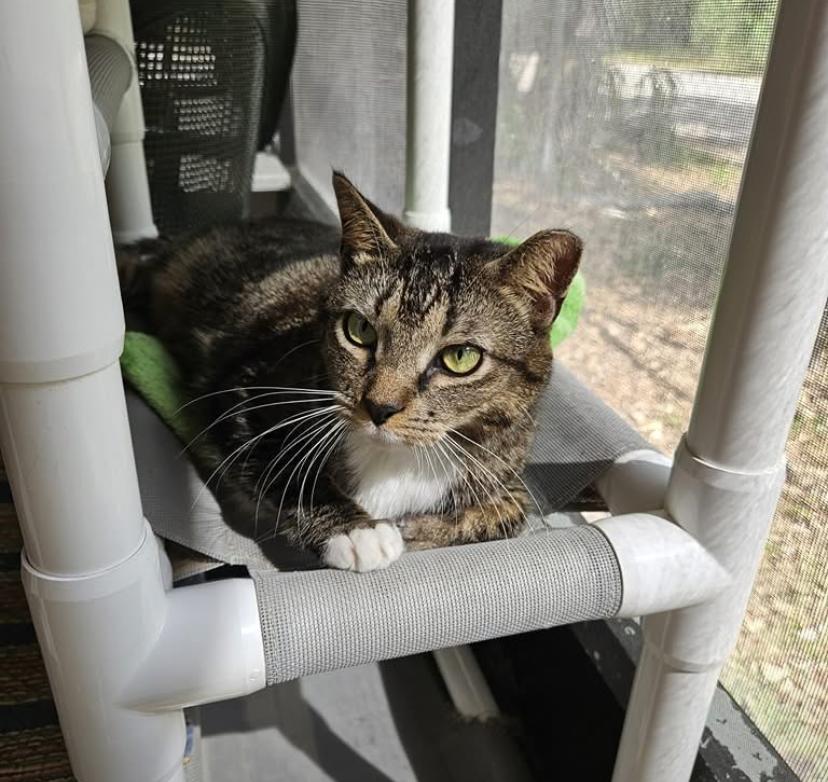 Enlarge Mango, a ADOPTABLE mixed breed in Ruskin, FL image 2/2