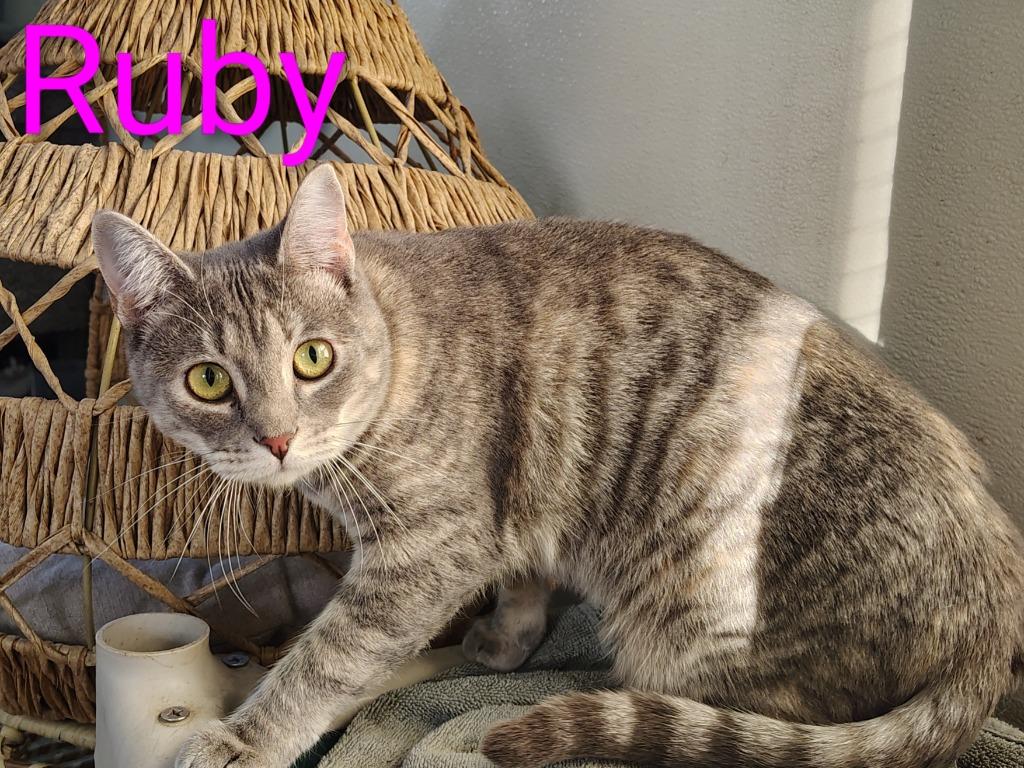 Ruby Waters, a Adopted mixed breed in Mena, AR image 1/2