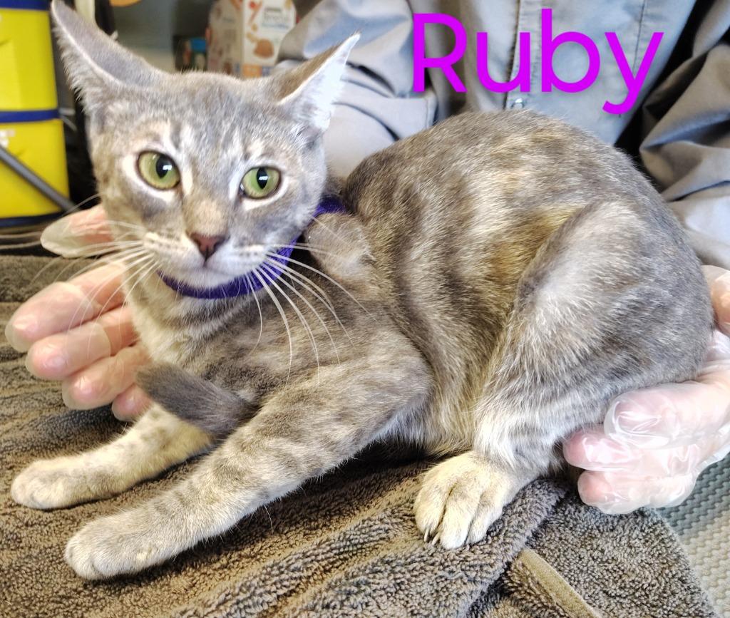 Ruby Waters, Adoptable, Young Female Domestic Short Hair.