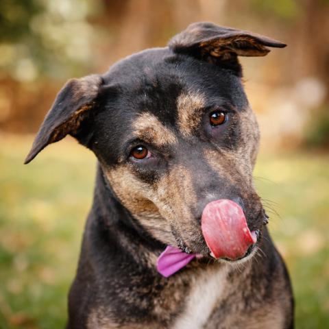 Enlarge Sasha, a Adoptable mixed breed in Ann Arbor, MI image 2/6