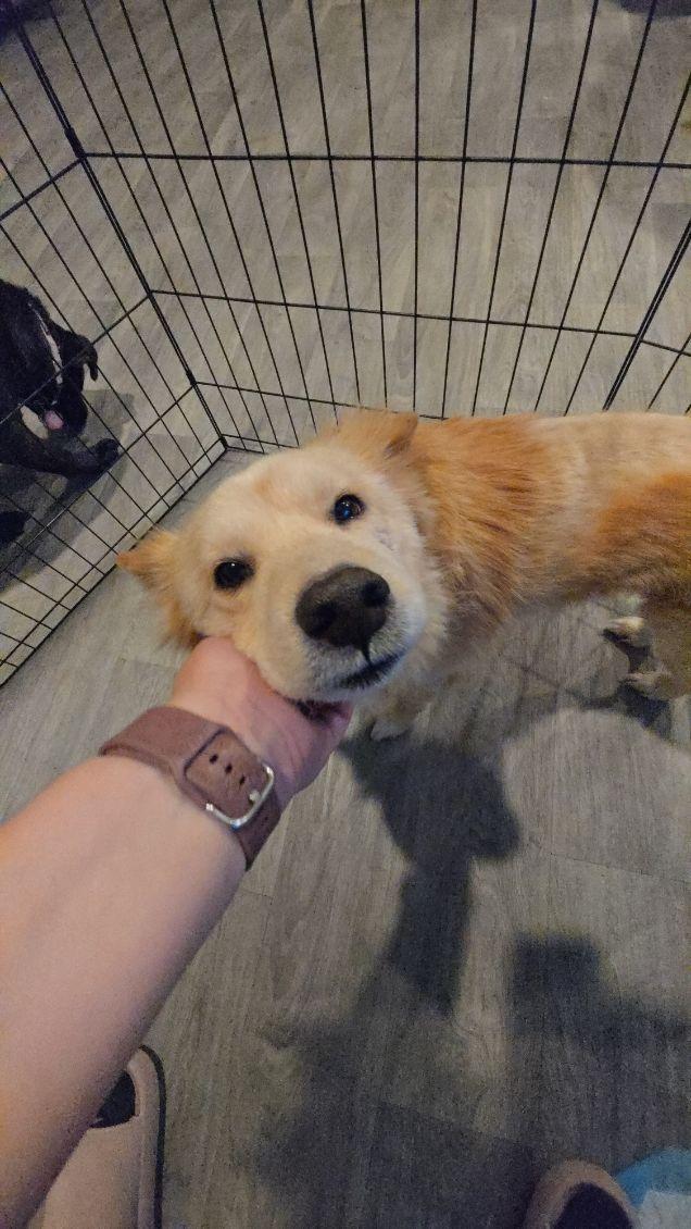 Zeus, an adopted mixed breed in Yonkers, NY image 1/5