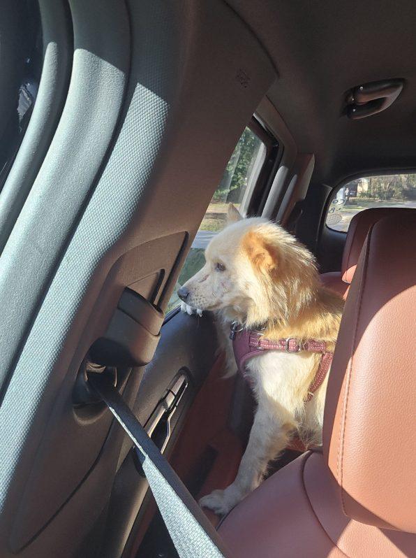 Zeus, an adopted mixed breed in Yonkers, NY image 3/5