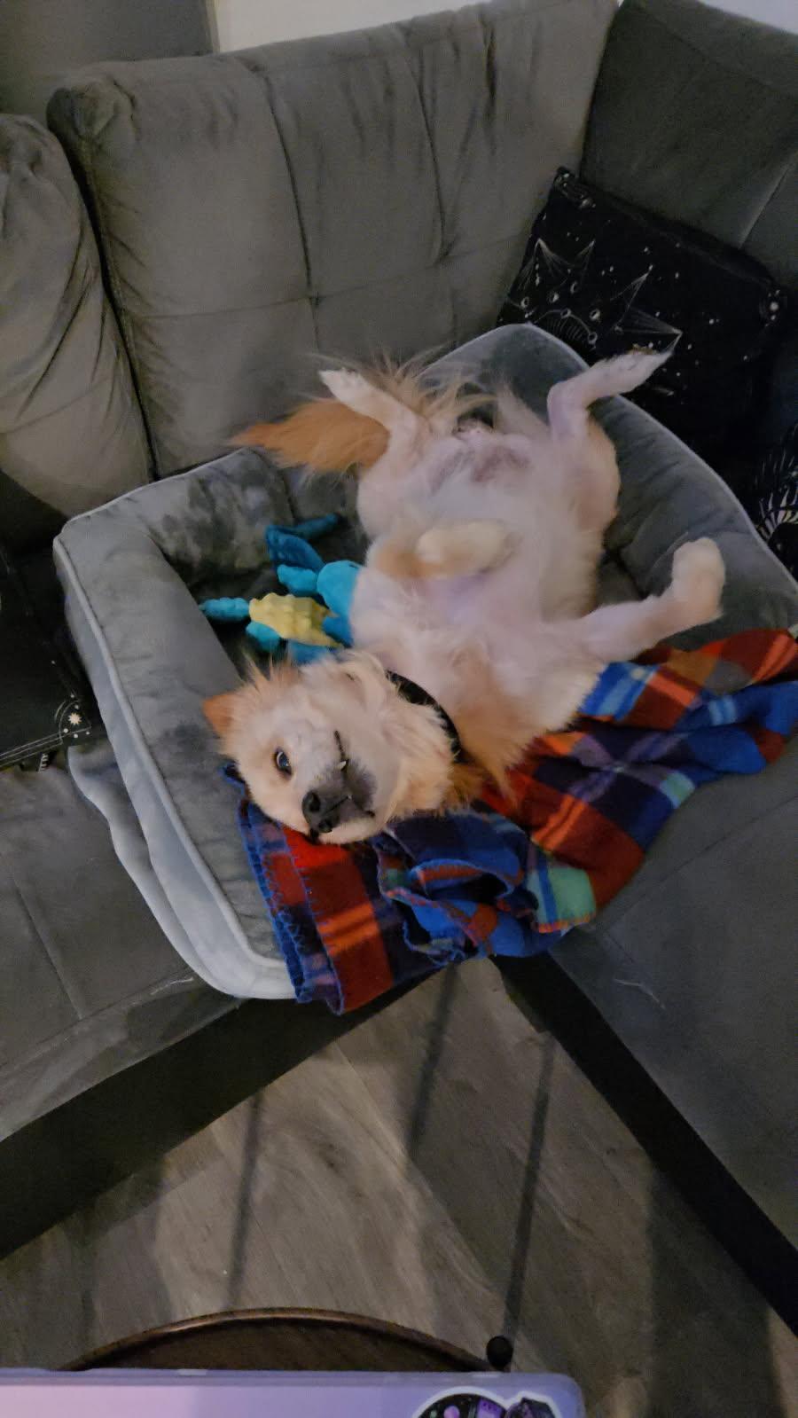 Zeus, an adopted mixed breed in Yonkers, NY image 4/5