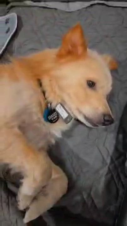 Enlarge Zeus, an adopted mixed breed in Yonkers, NY video 5/5