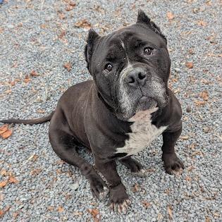 Hefty, Adoptable, Senior Male Pit Bull Terrier.