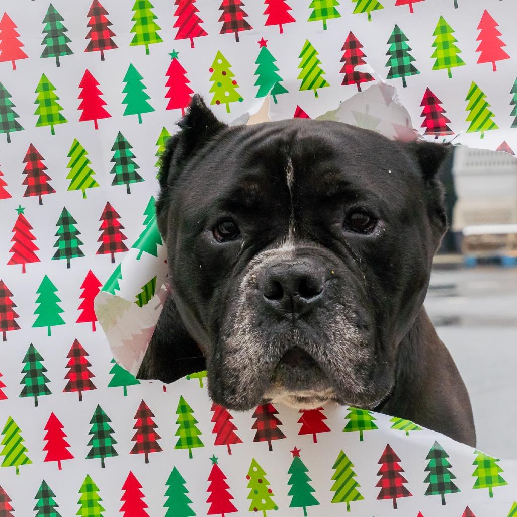 Enlarge Hefty, a Adoptable mixed breed in Birdsboro, PA image 2/6