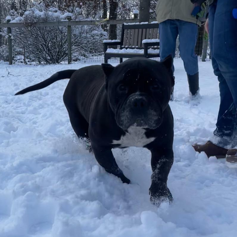 Hefty - IN FOSTER — thumbnail 3