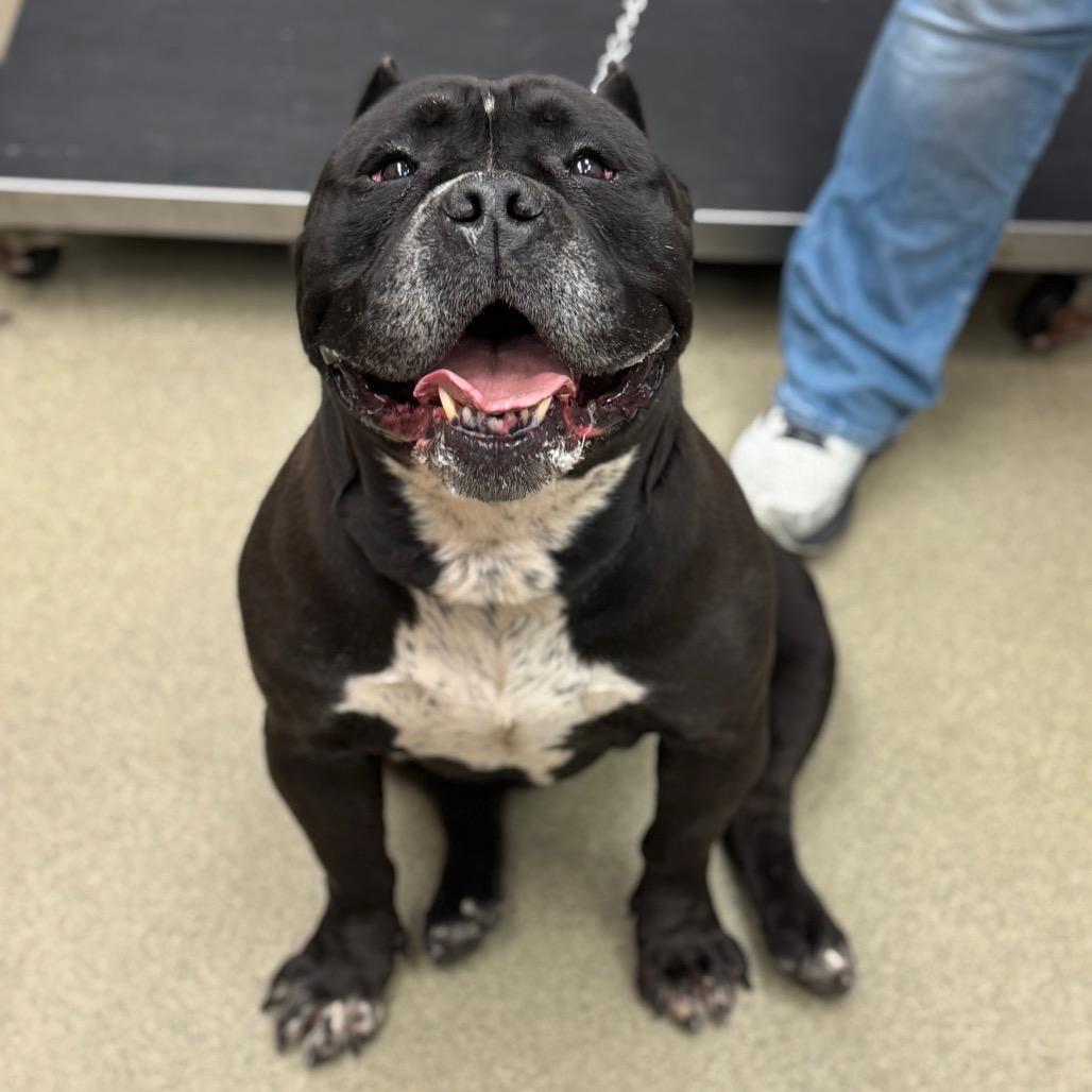 Hefty - IN FOSTER — thumbnail 4