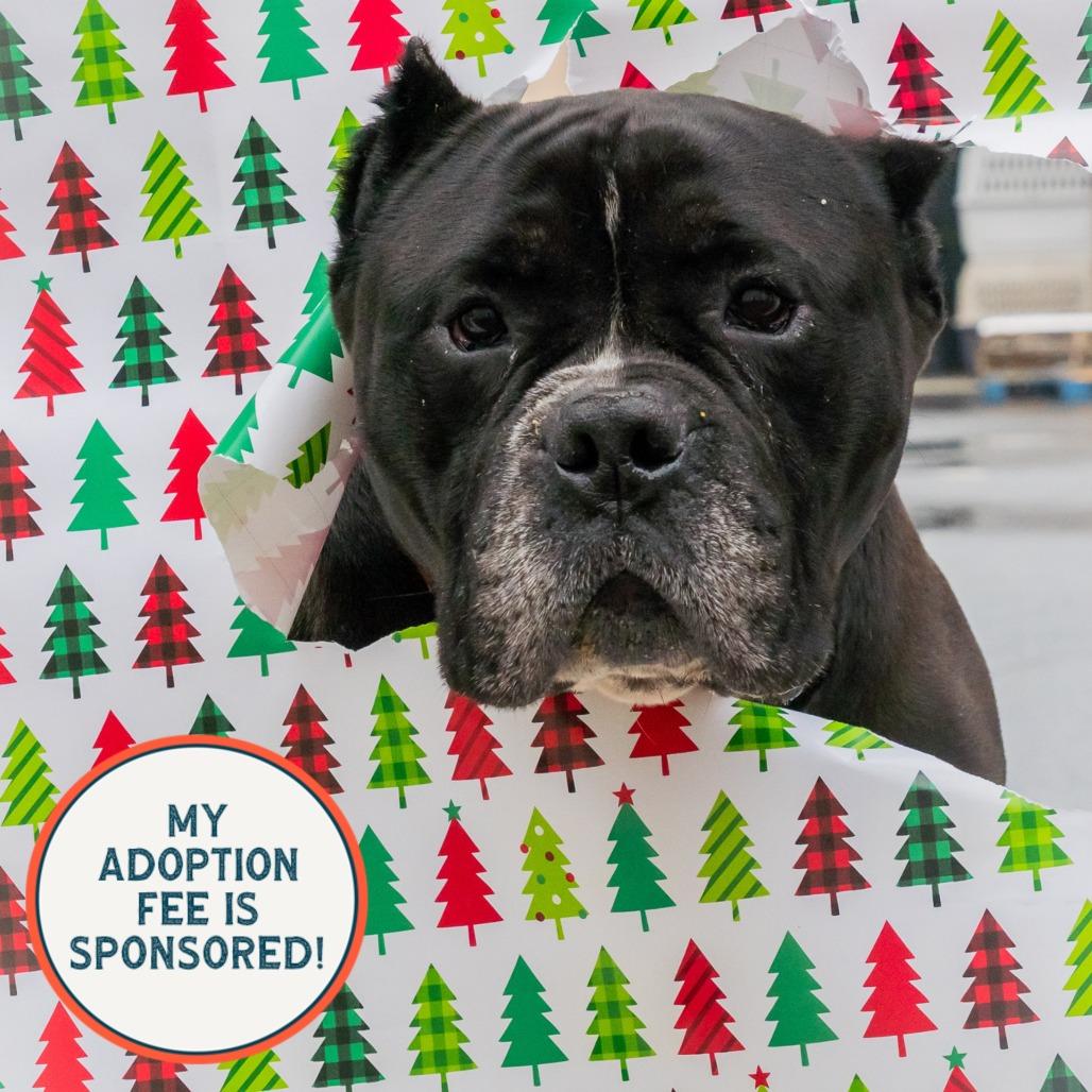 Enlarge Hefty, a Adoptable mixed breed in Birdsboro, PA image 5/6