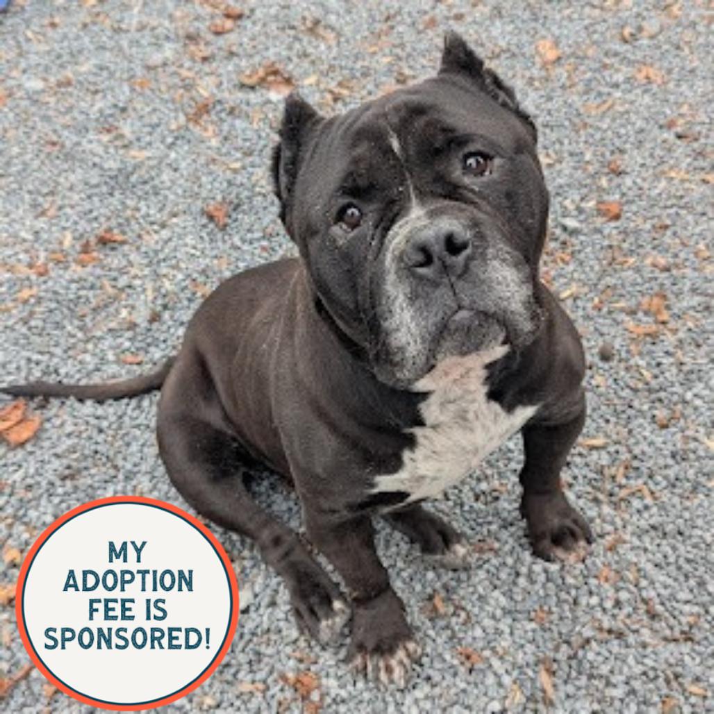 Enlarge Hefty, a Adoptable mixed breed in Birdsboro, PA image 6/6