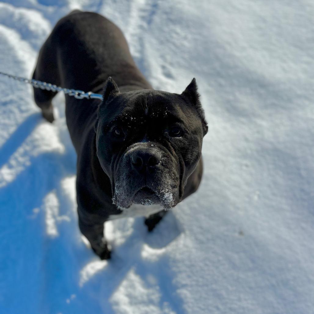 Enlarge Hefty - IN FOSTER, a Adoptable mixed breed in Birdsboro, PA image 5/6