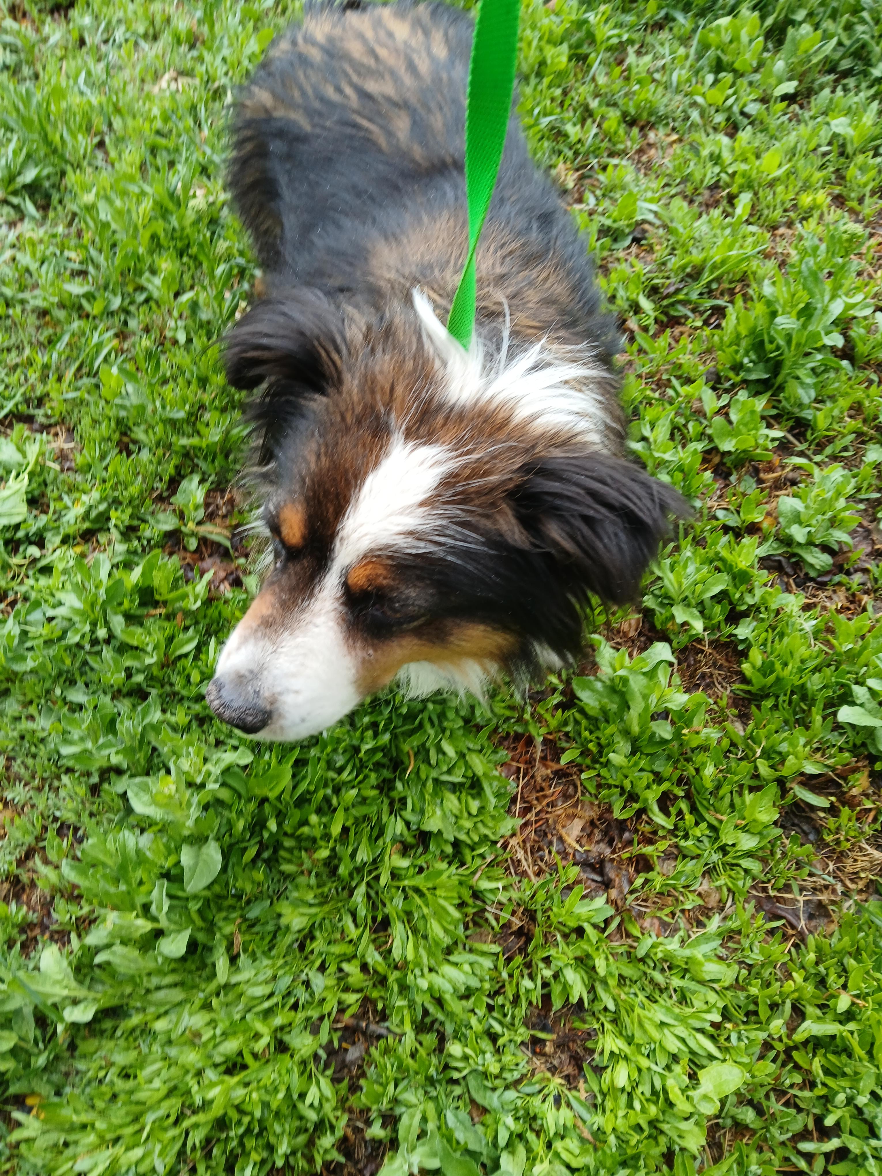 Lily, Adopted, Senior Female Australian Shepherd.