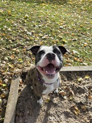 Boomerang, Adoptable, Adult Male Pit Bull Terrier & Mixed Breed.