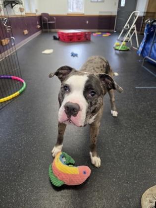 Boomerang, Adoptable, Adult Male Pit Bull Terrier & Mixed Breed.