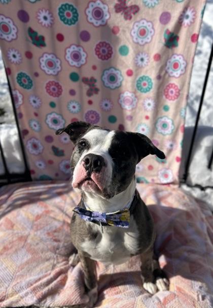 Enlarge Boomerang, a Adoptable mixed breed in Scotia, NY image 2/3