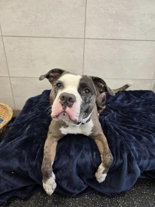 Enlarge Boomerang, a Adoptable mixed breed in Scotia, NY image 2/3