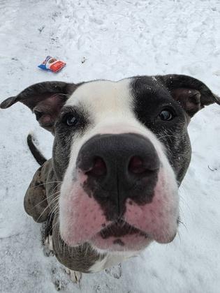 Enlarge Boomerang, a Adoptable mixed breed in Scotia, NY image 3/3