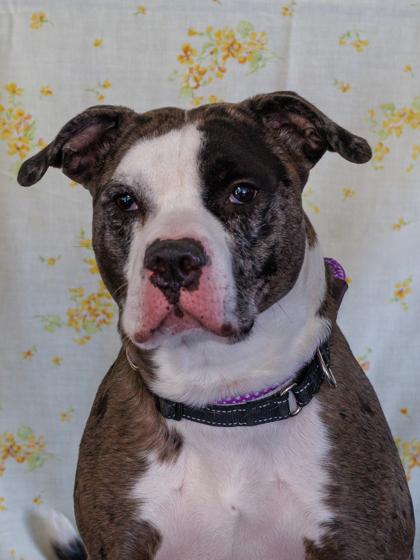 Enlarge Boomerang, a Adoptable mixed breed in Scotia, NY image 3/3