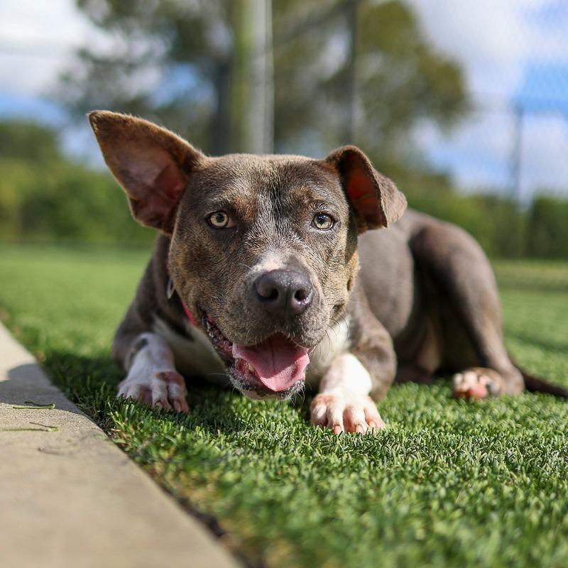 Morticia, Adoptable, Young Female Pit Bull Terrier & Mixed Breed.