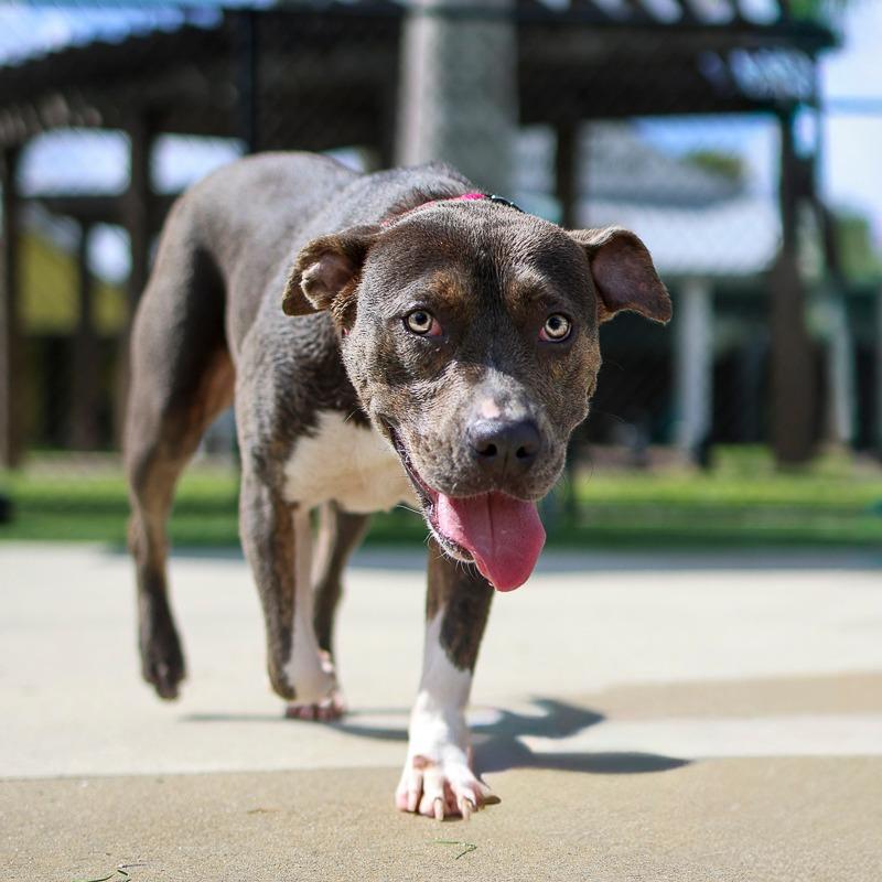 Enlarge Morticia, a Adoptable mixed breed in Bradenton, FL image 2/3