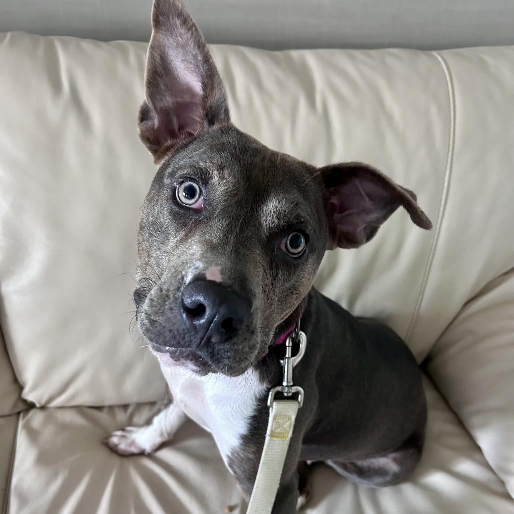 Enlarge Morticia, a Adoptable mixed breed in Bradenton, FL image 3/3