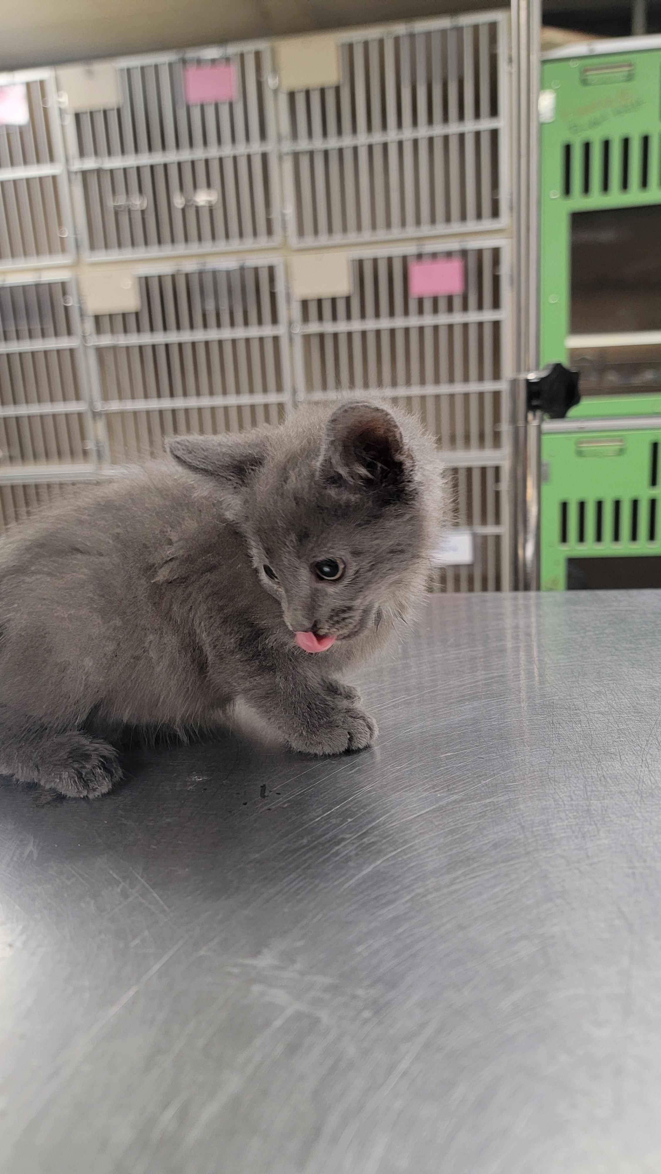 Enlarge AJ, a Adoptable Domestic Short Hair in Salem, OH image 2/2