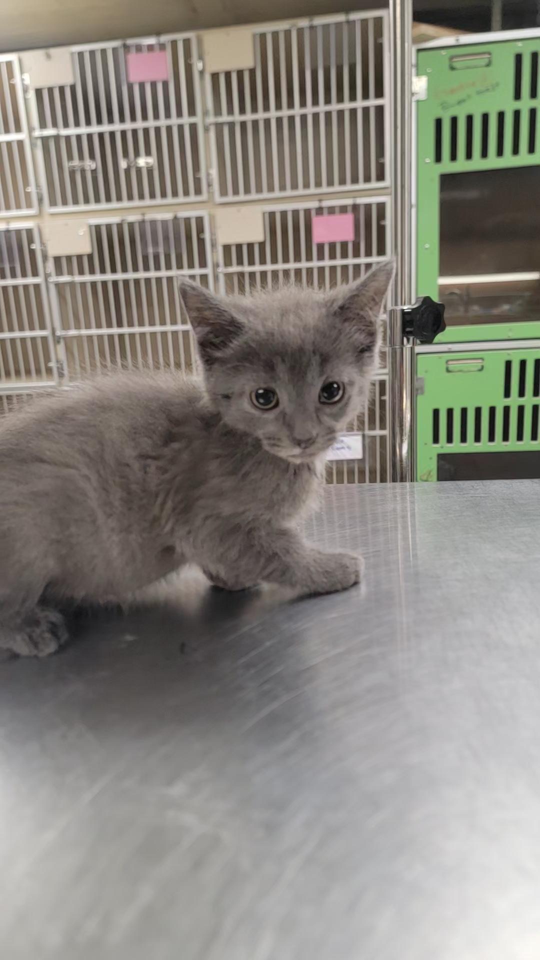 Enlarge AJ, a Adoptable Domestic Short Hair in Salem, OH image 1/2