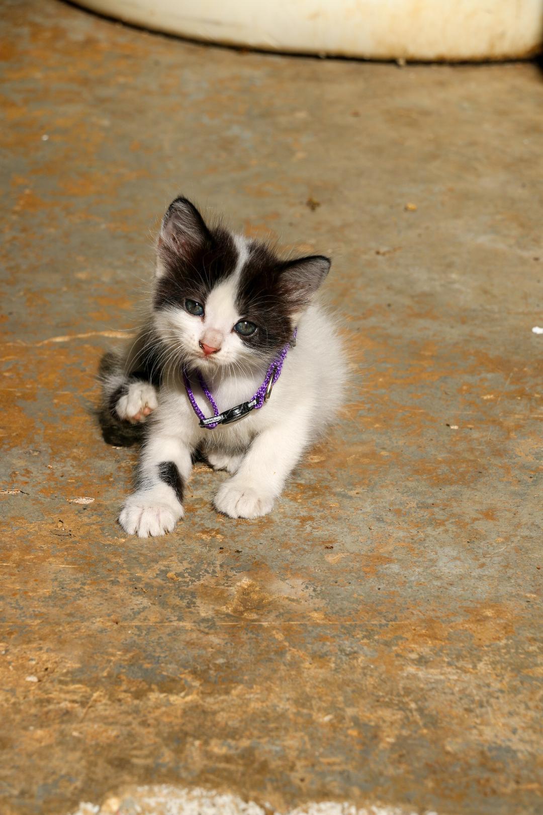 HARPER (1.6 lbs), a Adoptable mixed breed in New York, NY image 3/6