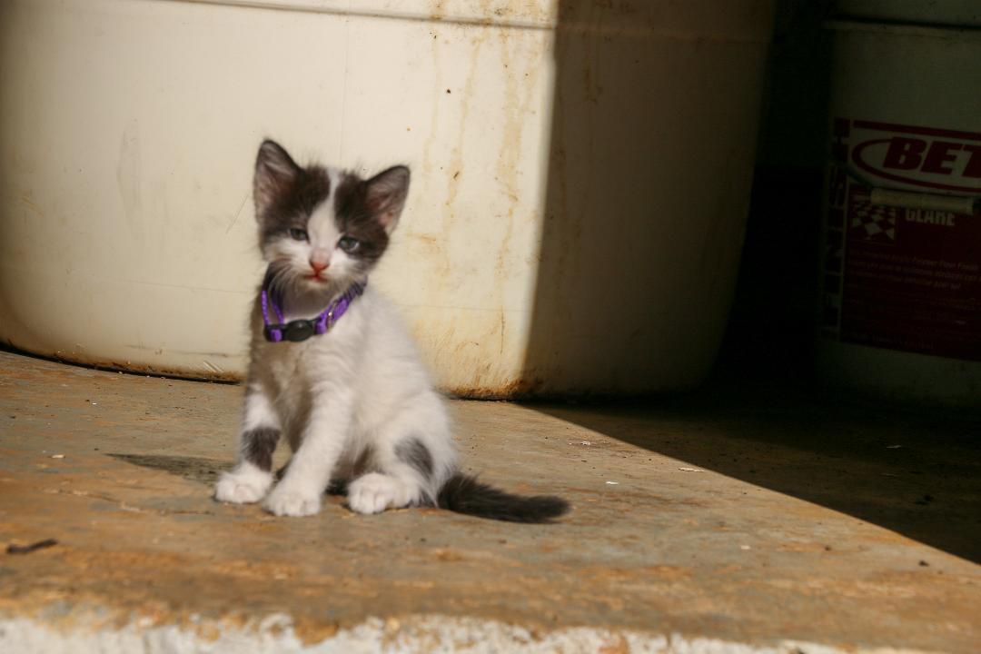 HARPER (1.6 lbs), a Adoptable mixed breed in New York, NY image 6/6