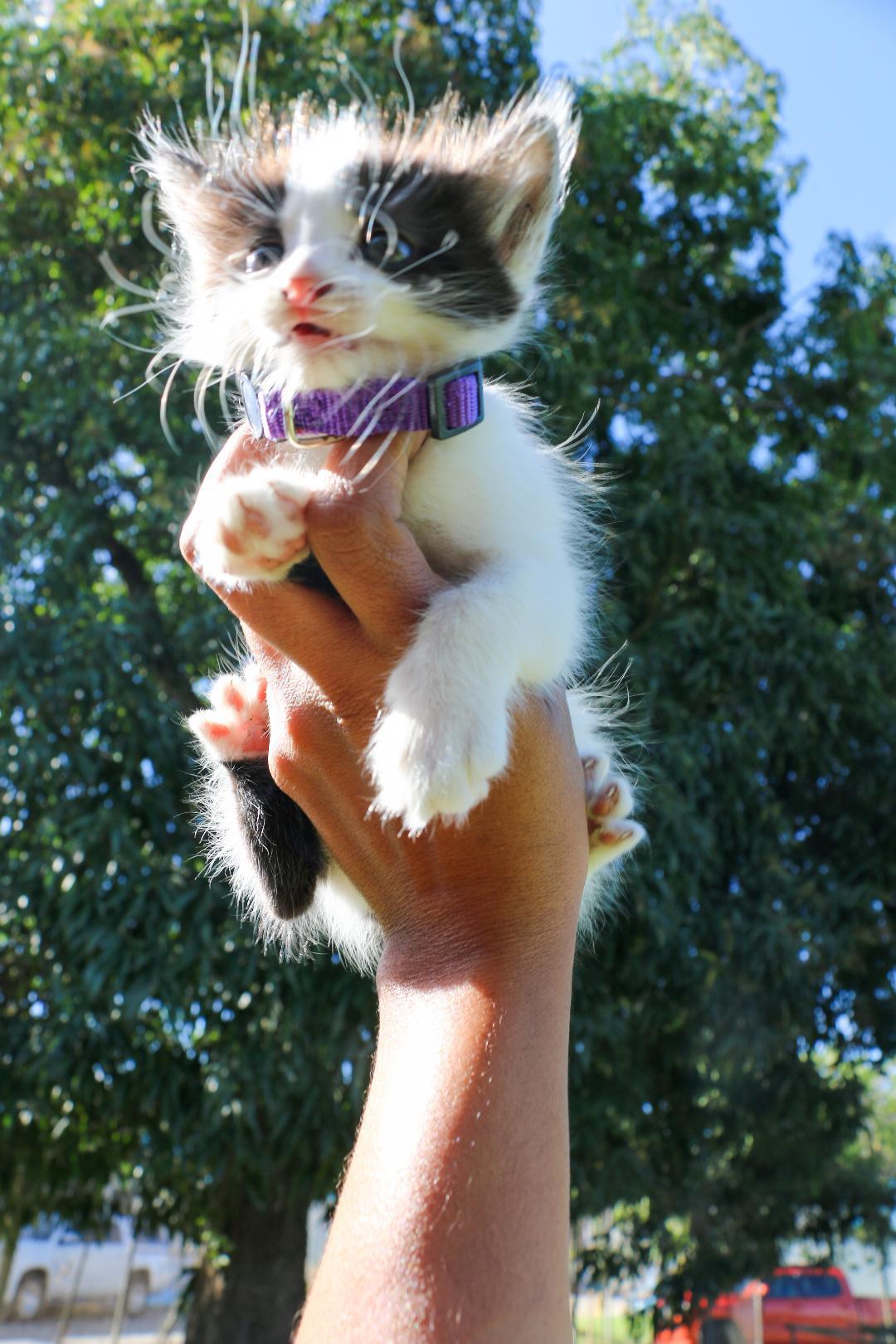 HARPER (1.6 lbs), a Adoptable mixed breed in New York, NY image 5/6