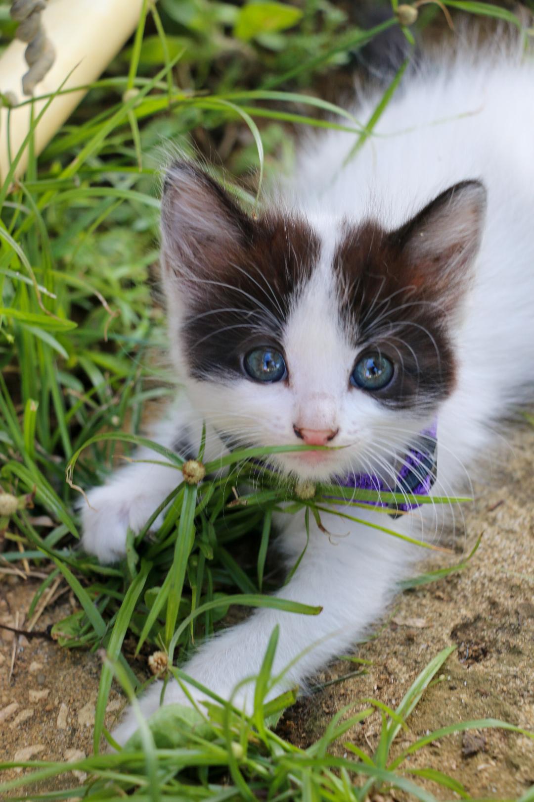 HARPER (1.6 lbs), Adoptable, Kitten Male Siamese & Domestic Medium Hair.