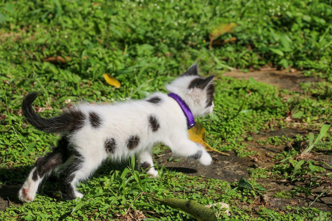 HARPER (1.6 lbs), a Adoptable mixed breed in New York, NY image 4/6