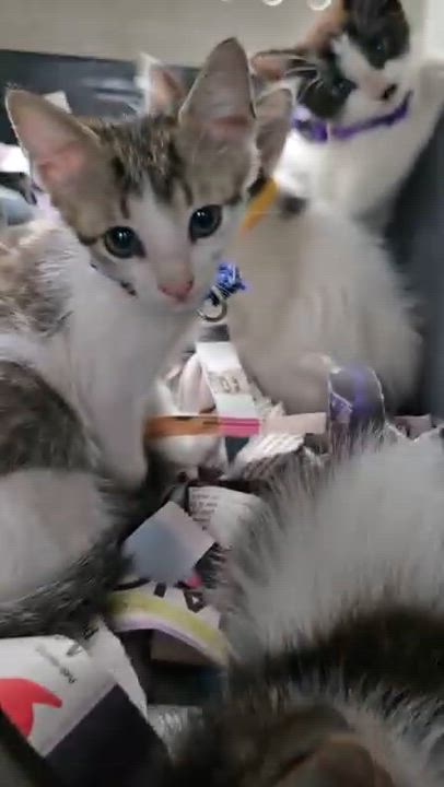 Enlarge HARPER (1.6 lbs), a Adoptable mixed breed in New York, NY video 2/6