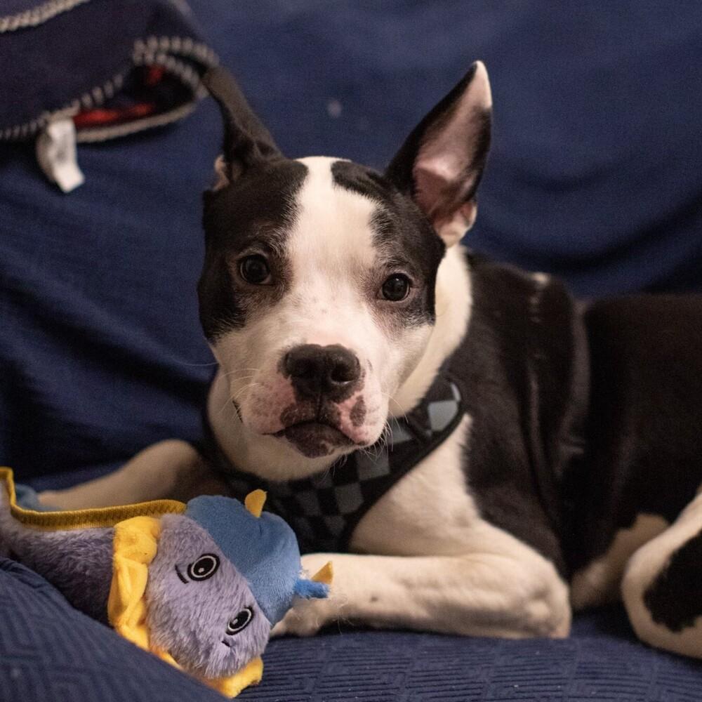 Enlarge Oriole, a Adoptable mixed breed in Long Island City, NY image 1/4