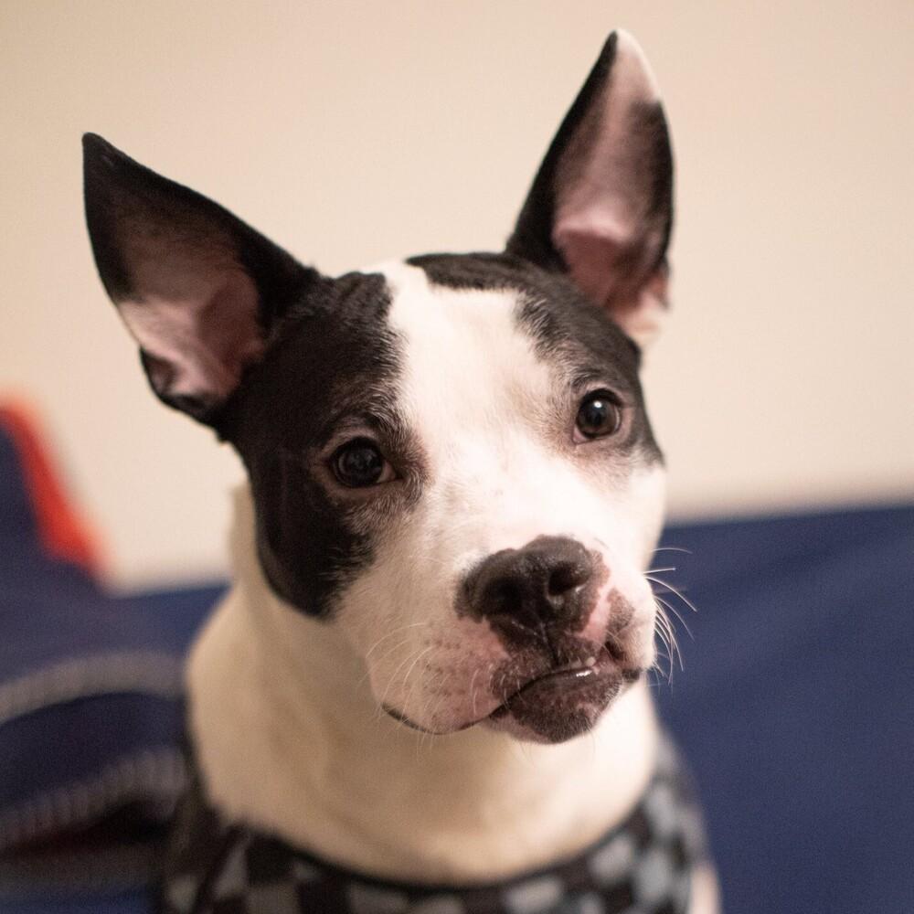Enlarge Oriole, a Adoptable mixed breed in Long Island City, NY image 3/4
