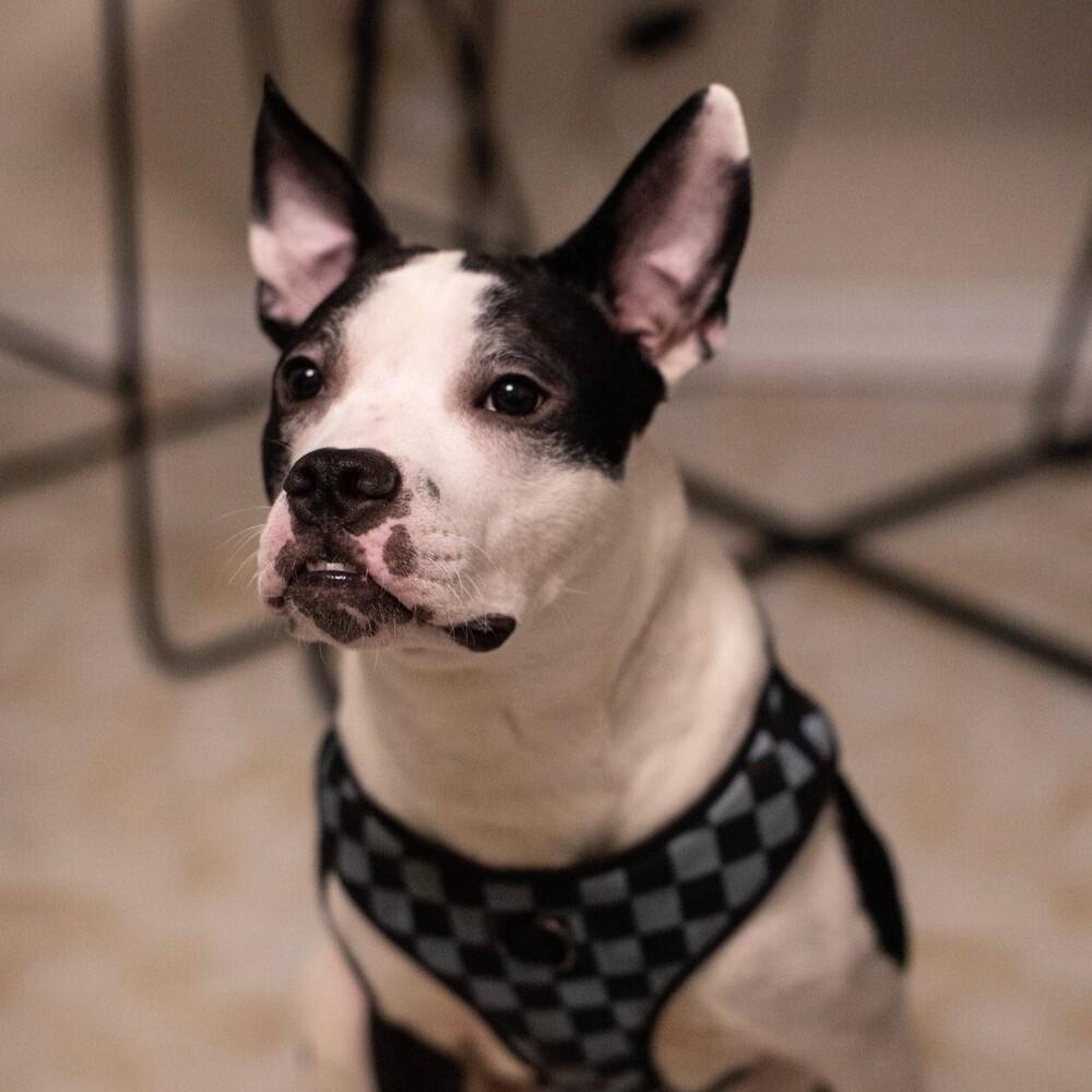 Enlarge Oriole, a Adoptable mixed breed in Long Island City, NY image 4/4