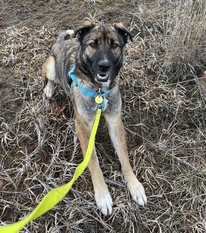 Enlarge Sasha, a ADOPTABLE Mixed Breed in Missoula, MT image 1/2