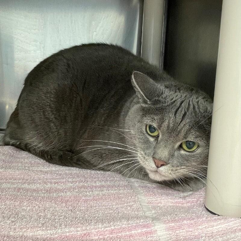 Enlarge Lia, a Adoptable Domestic Short Hair in Roanoke, VA image 1/2