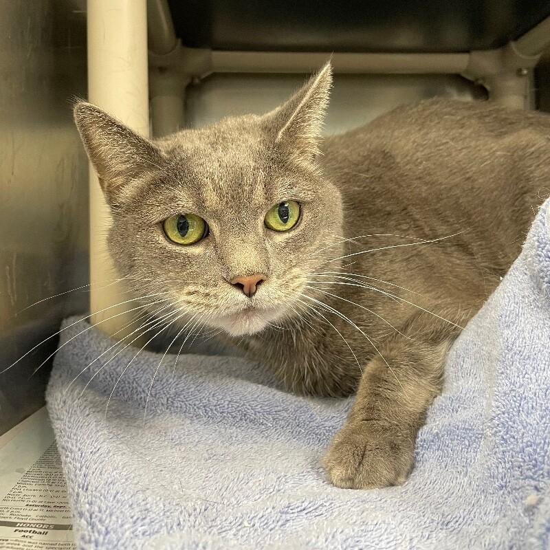 Enlarge Lia, a Adoptable Domestic Short Hair in Roanoke, VA image 2/2