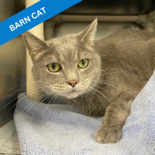 Lia, a Adoptable Domestic Short Hair in Roanoke, VA image 3/3