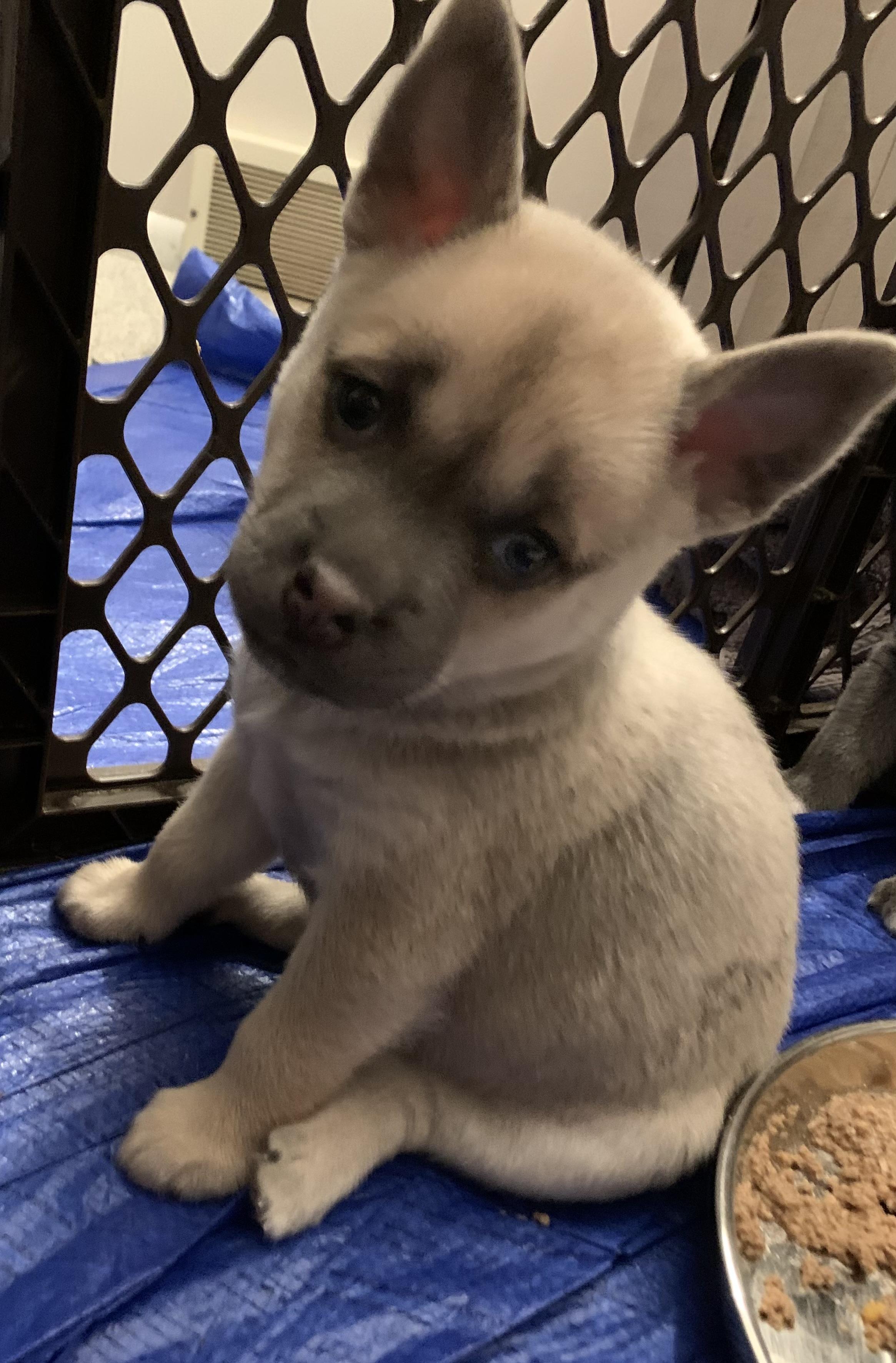 Foxy, Adopted, Puppy Female Shepherd & Shar-Pei.