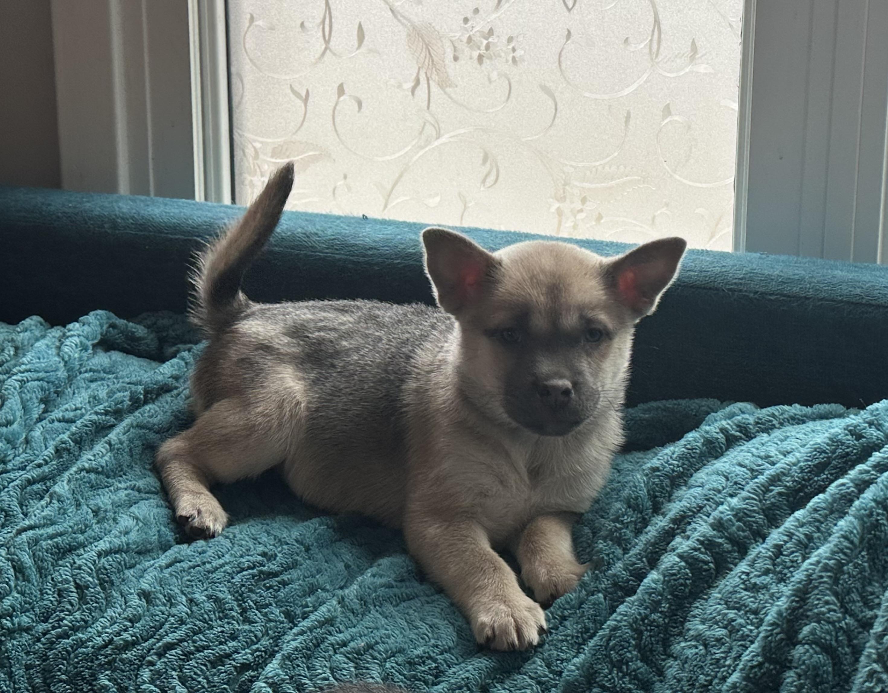 Enlarge Foxy, a Adopted mixed breed in Crystal Lake, IL image 2/3