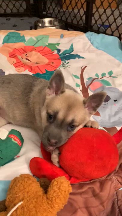 Enlarge Foxy, a Adopted mixed breed in Crystal Lake, IL video 3/3