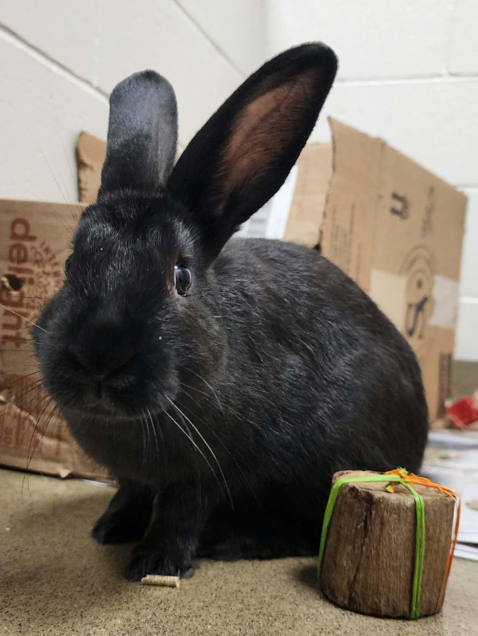 Enlarge ORBIT, a Adoptable Dwarf in Manassas, VA image 2/2