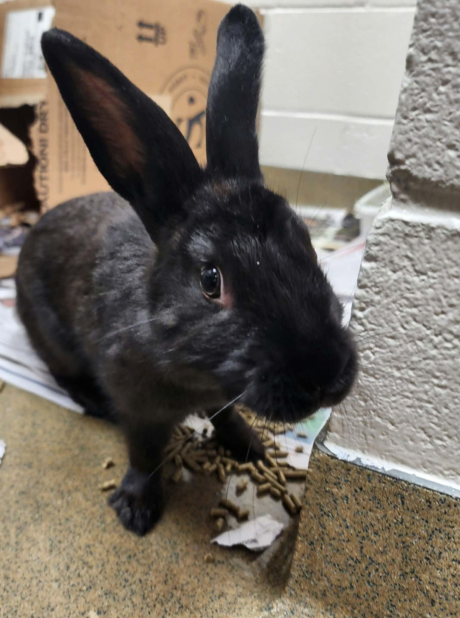 Enlarge ORBIT, a Adoptable Dwarf in Manassas, VA image 1/2