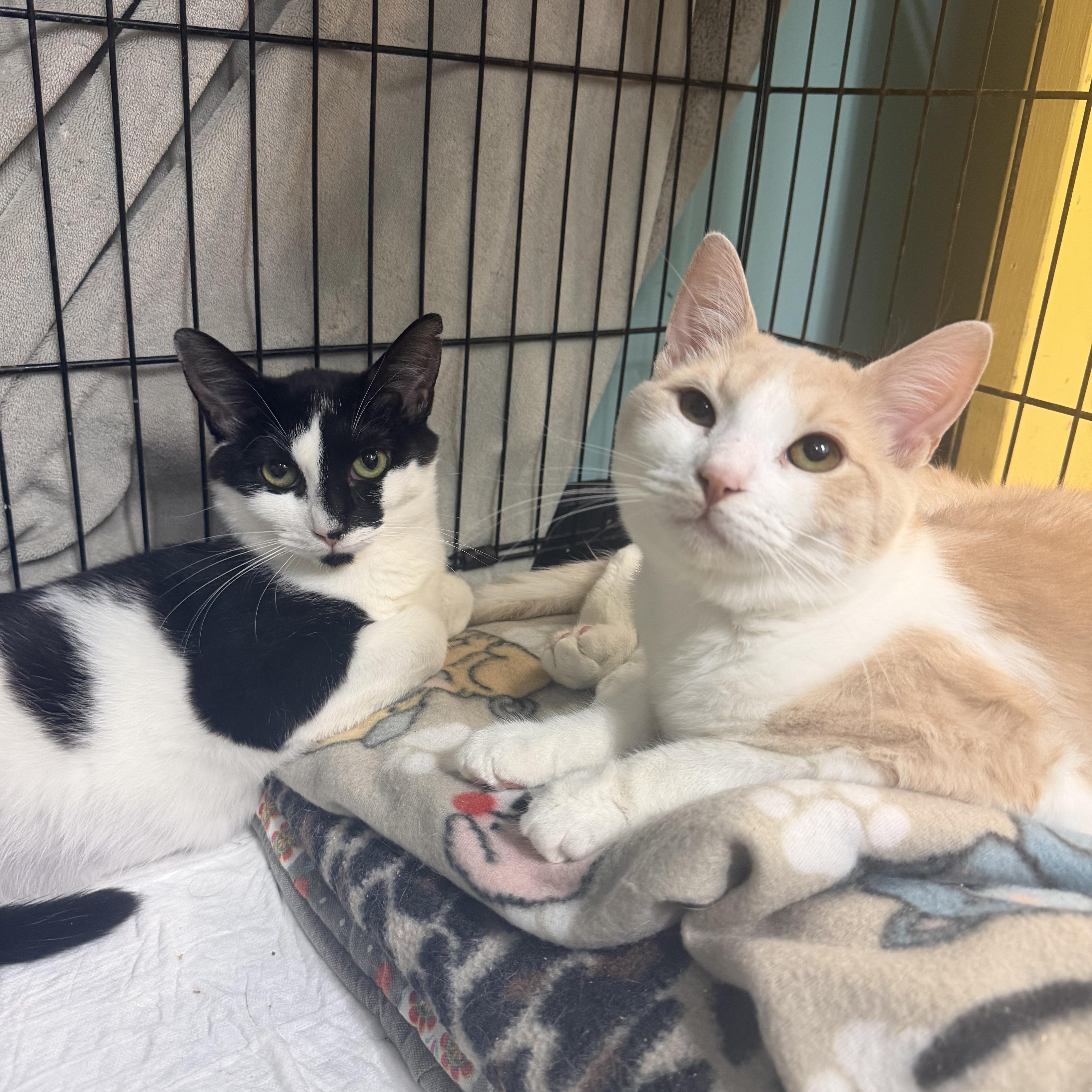 Philly, adopted, Young Male Domestic Short Hair.