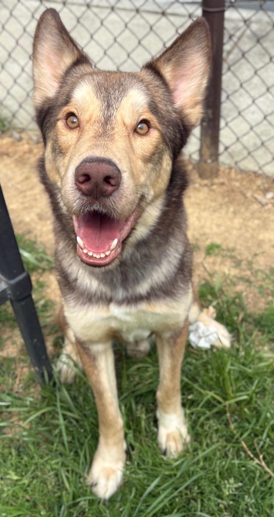 Enlarge WILE E. COYOTE, a Adoptable mixed breed in Rome, GA image 1/6